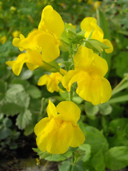 Mimulus guttatus photo